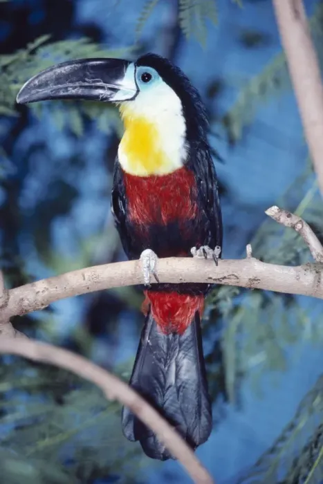 Framed Print : Channel billed Toucan KF 8016 Ramphastos v. vitellinus © Kenneth W. Fink  /  ARDEA LONDON