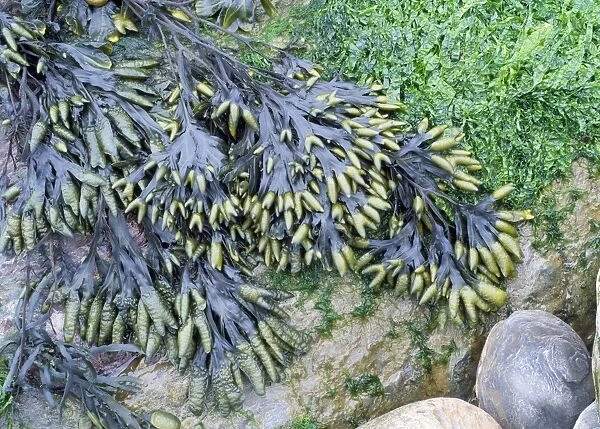 Channelled Wrack Seaweed