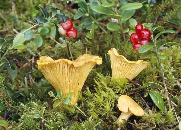 Chanterelle Fungi. AL-2216. Chanterelle Fungi