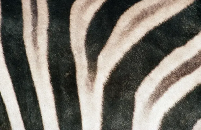 Framed Print : Chapman's Zebra TD 606 Skin, Etosha National Park, Nambia Africa. Equus burchelli © Thomas Dressler / ARDEA LONDON Framed Print : Chapman's Zebra TD 606 Skin, Etosha National Park, Nambia Africa. Equus burchelli © Thomas Dressler / ARDEA LONDON