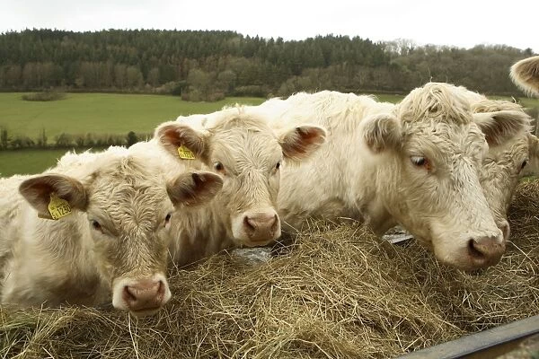 Charolais Cattle eating hay, Salcombe Regis, South Devon, England. Their slightly pink appearance comes from the iron rich red Devon soil upon which they live