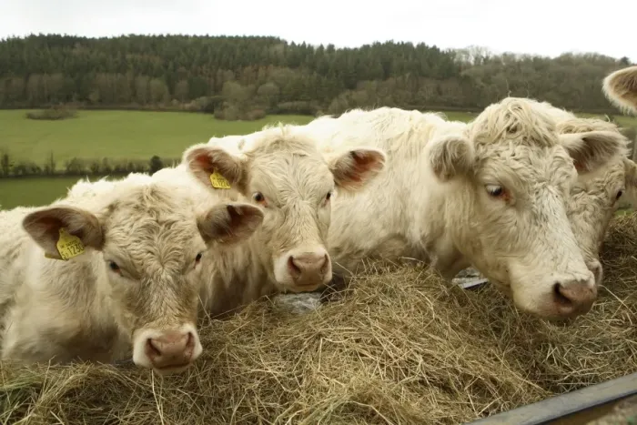 Framed Print : Charolais Cattle eating hay, Salcombe Regis, South Devon, England. Their slightly pink appearance comes from the iron rich red Devon soil upon which they live Framed Print : Charolais Cattle eating hay, Salcombe Regis, South Devon, England. Their slightly pink appearance comes from the iron rich red Devon soil upon which they live