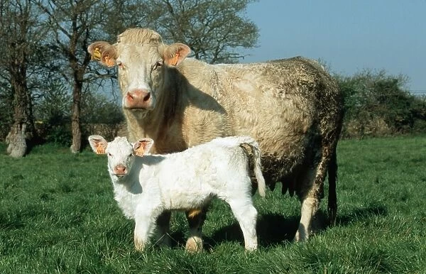 Charolais cow and young calf Cote d'Armour Britanny France