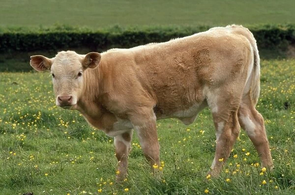 Charolaise Cattle
