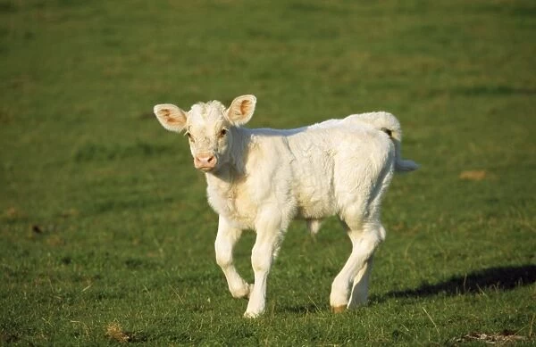 Charolaise Cow - calf on grass