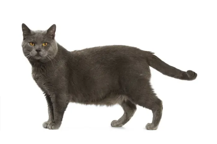 Framed Print : Chartreux Cat Framed Print : Chartreux Cat