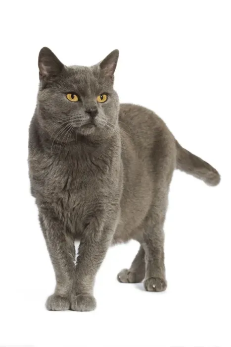 Framed Print : Chartreux Cat Framed Print : Chartreux Cat