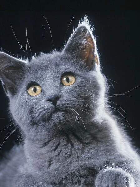 Chartreux CAT