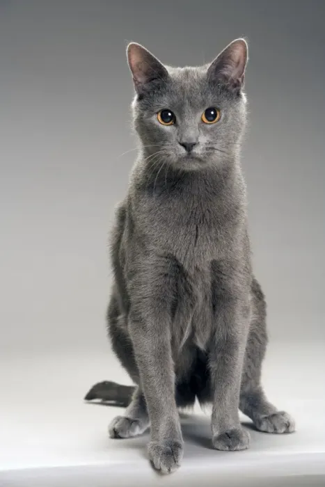 Framed Print : Chartreux Cat Framed Print : Chartreux Cat
