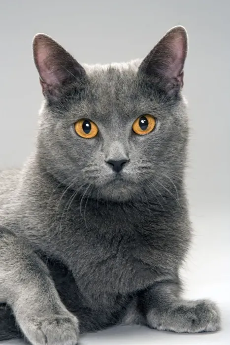 Framed Print : Chartreux Cat Framed Print : Chartreux Cat