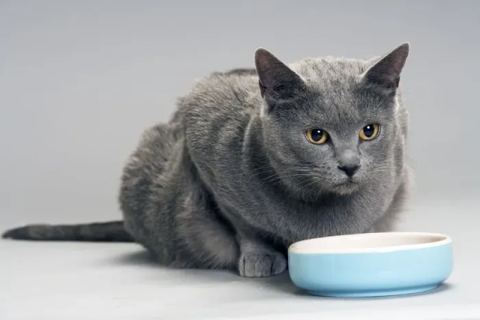 Framed Print : Chartreux Cat - at feeding bowl