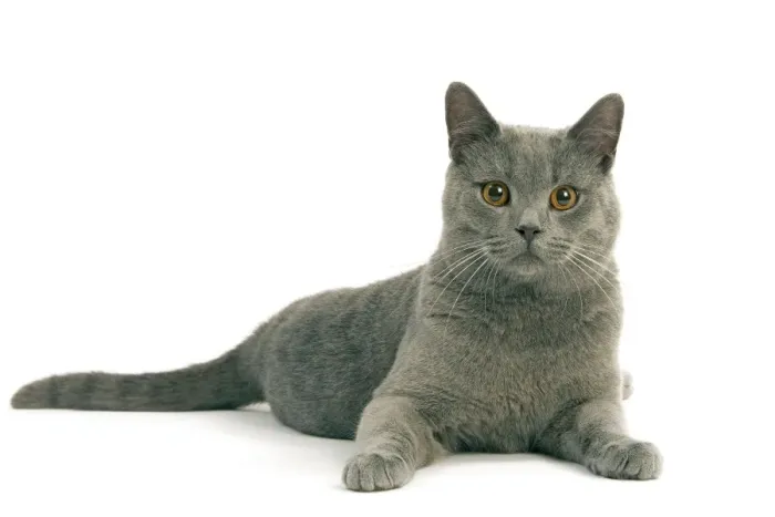 Framed Print : Chartreux Cat - Lying down Framed Print : Chartreux Cat - Lying down