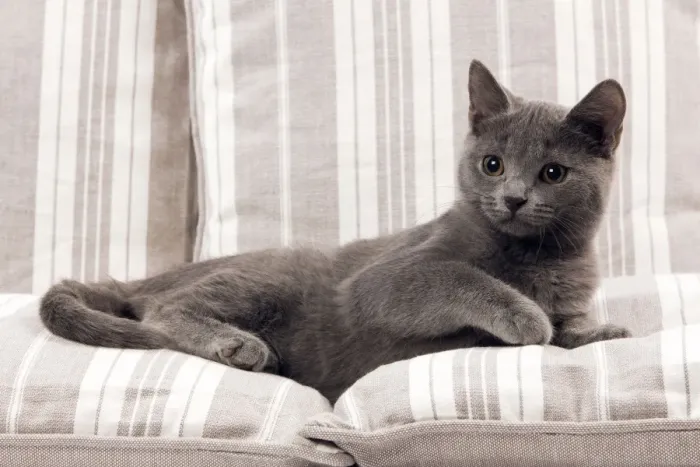 Framed Print : Chartreux Kitten Framed Print : Chartreux Kitten