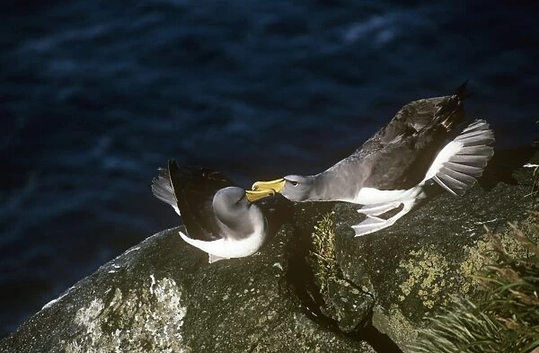 Chatham Albatross  /  Chatham Mollymawk - courting pair Chatham Islands, New Zealand