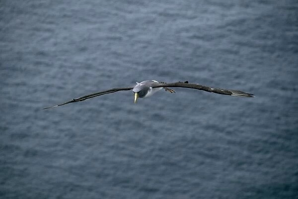 Chatham Albatross  /  Chatham Mollymawk - in flight Chatham Islands, New Zealand