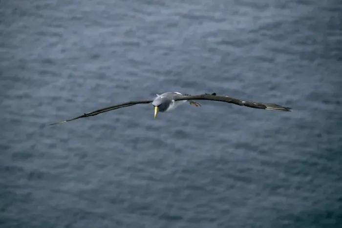 Framed Print : Chatham Albatross / Chatham Mollymawk - in flight Chatham Islands, New Zealand Framed Print : Chatham Albatross / Chatham Mollymawk - in flight Chatham Islands, New Zealand