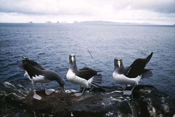 Chatham Island Shy Albatross /  Mollymawks AU 48 GR Courtship and site selection for nest - Chatham Islands, New Zealand Diomedea cauta eremita © G. Robertson  /  ARDEA LONDON