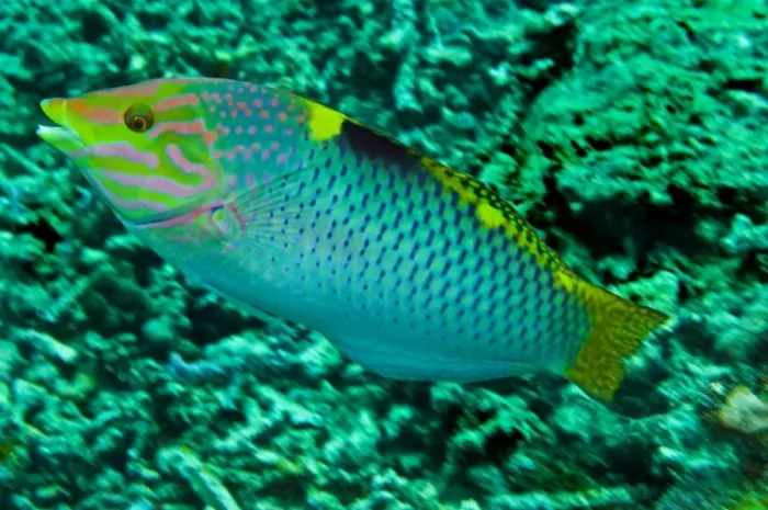 Framed Print : Checkerboard Wrasse - male - Fiji Framed Print : Checkerboard Wrasse - male - Fiji