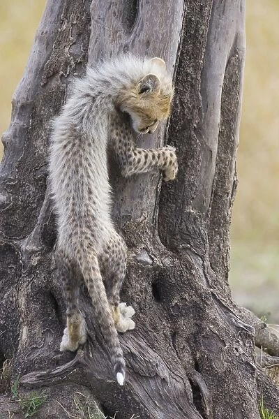 Cheetah - 10-12 week old cub climbing a tree - Maasai Mara Reserve - Kenya