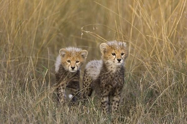 Cheetah - 10-12 week old cubs in long grass - Maasai Mara Reserve - Kenya