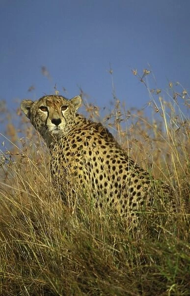 Cheetah. LA-1718. Cheetah. Acinonyx jubatus