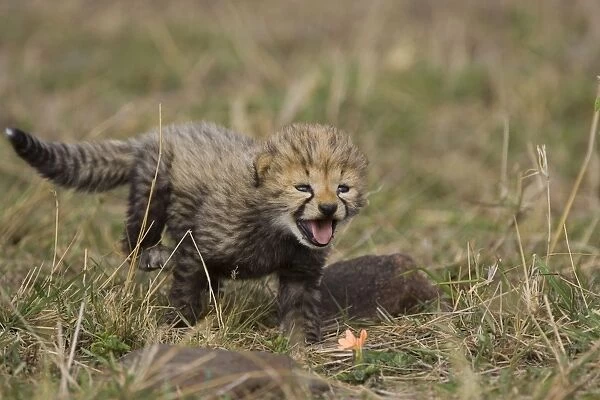 Cheetah - 16 day old cub calls to its mother while clumsily walking through the grass - Maasai Mara Reserve - Kenya
