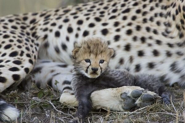 Cheetah - 16 day old cub resting on its mother's leg - Maasai Mara Reserve - Kenya