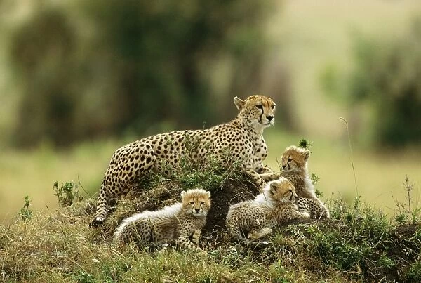 Cheetah - with 3 young cubs