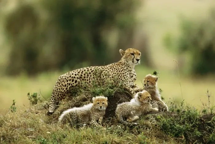 Framed Print : Cheetah - with 3 young cubs Framed Print : Cheetah - with 3 young cubs