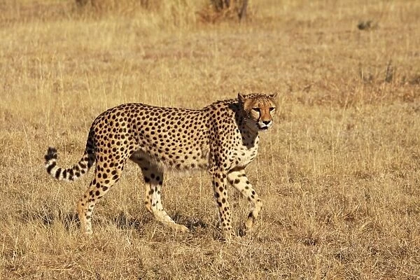 Cheetah. SM-2780. Cheetah. Chobe NP, Botswana, Africa