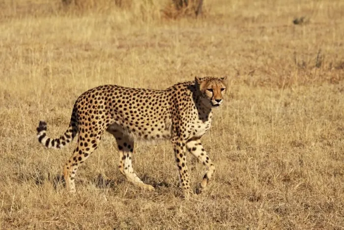 Framed Print : Cheetah. SM-2780. Cheetah. Chobe NP, Botswana, Africa Framed Print : Cheetah. SM-2780. Cheetah. Chobe NP, Botswana, Africa