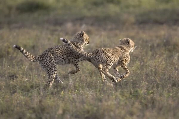 Cheetah - 4. 5 month old cubs playing - Ngorongoro Conservation Area - Tanzania