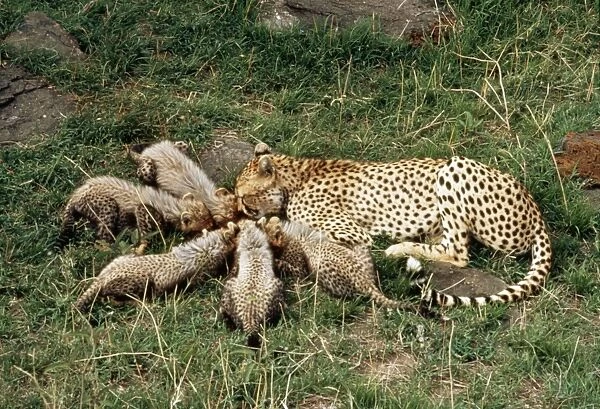 Cheetah - with 5 cubs