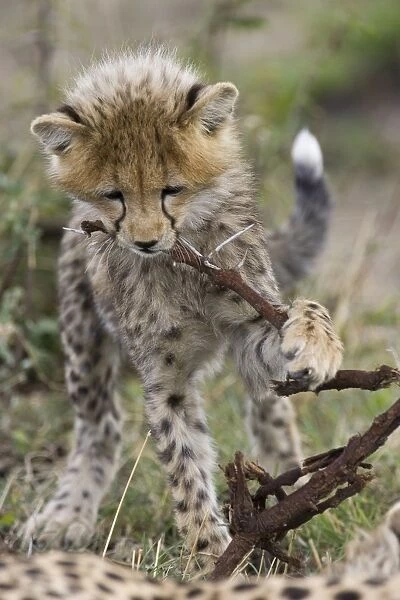 Cheetah - 6-8 week old cub chewing on acacia branch - Maasai Mara Reserve - Kenya