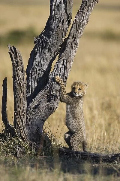 Cheetah - 6-8 week old cub climbing dead tree - Maasai Mara Reserve - Kenya