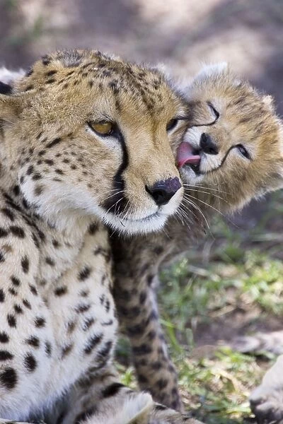 Cheetah - 6-8 week old cub grooming mother - Maasai Mara Reserve - Kenya