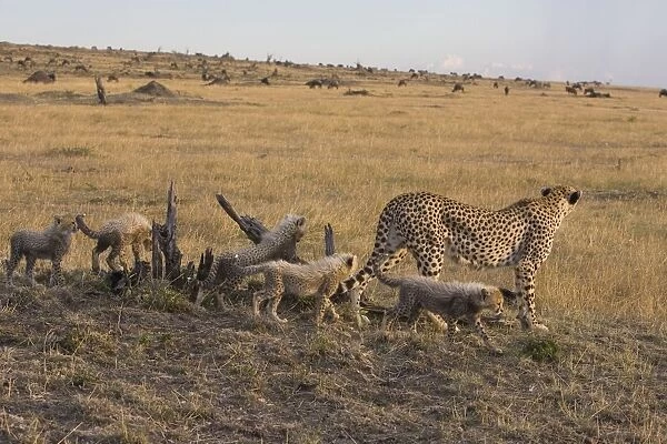 Cheetah - 6-8 week old cubs with mother - Maasai Mara Reserve - Kenya