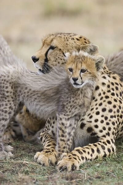 Cheetah - 6-8 week old cubs with mother - Maasai Mara Reserve - Kenya