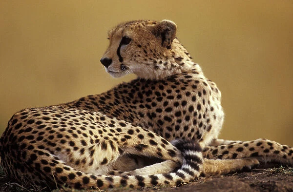 Cheetah. LA-1720. Cheetah. Acinonyx jubatus