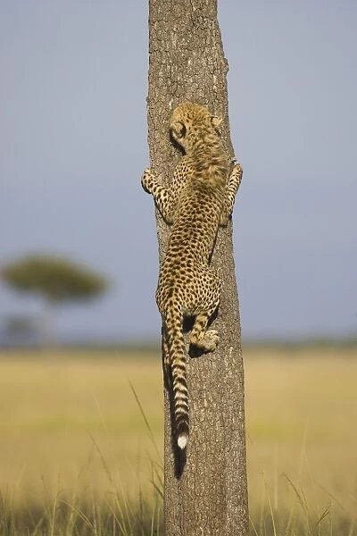 Cheetah - 7-9 month old cub climbing tree - Masai Mara Conservancy - Kenya