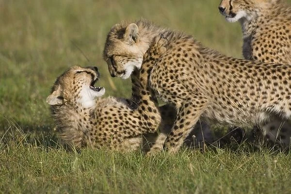 Cheetah - 7-9 month old cubs playing - Masai Mara Conservancy - Kenya