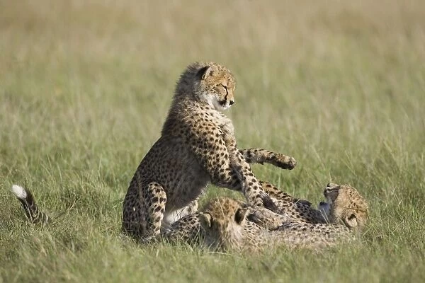 Cheetah - 7-9 month old cubs playing - Masai Mara Conservancy - Kenya