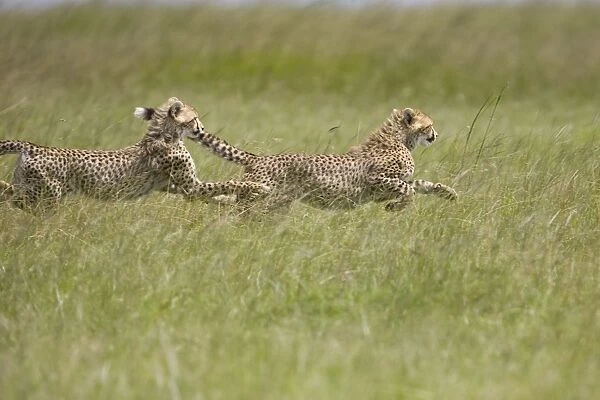 Cheetah - 7 month old cubs playing - Masai Mara Conservancy - Kenya