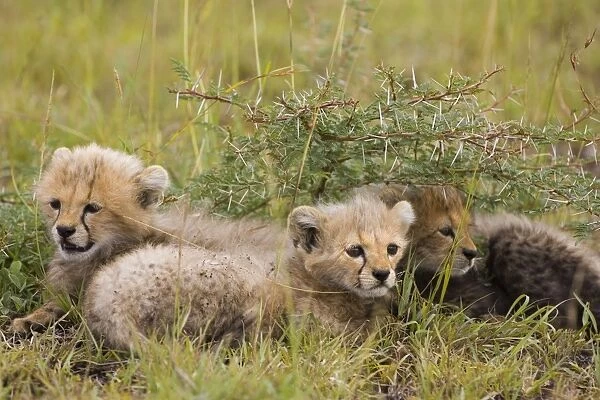 Cheetah - 7 week old cubs stashed in brush while mother hunts - Masai Mara Reserve - Kenya - Africa