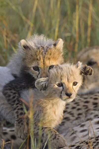 Cheetah - 8 week old cub(s) playing - Masai Mara Reserve - Kenya *Digitally removed grass in foreground