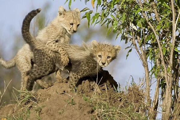 Cheetah - 8 week old cub(s) playing - Masai Mara Reserve - Kenya