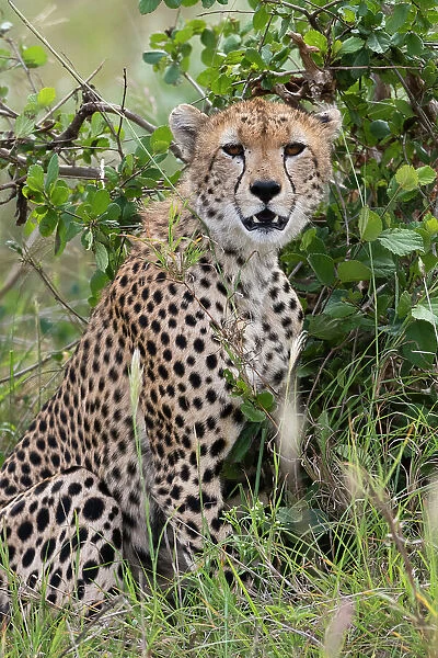 Cheetah (Acinonyx jubatus), Tsavo, Kenya. Date: 04-12-2018