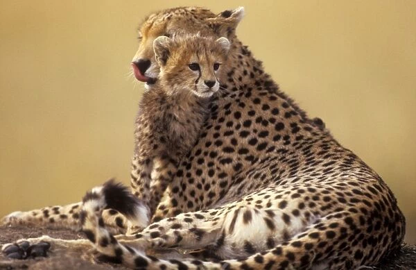 Cheetah - adult and cub. Maasai Mara - Kenya