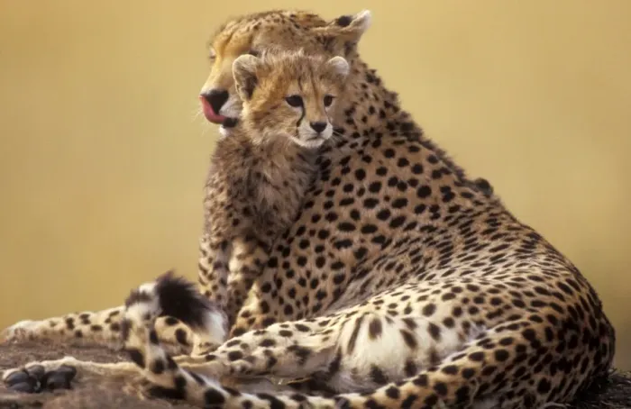 Framed Print : Cheetah - adult and cub. Maasai Mara - Kenya
