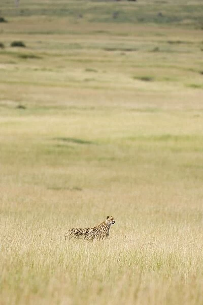 Cheetah - adult female in long grass - Maasai Mara Reserve - Kenya